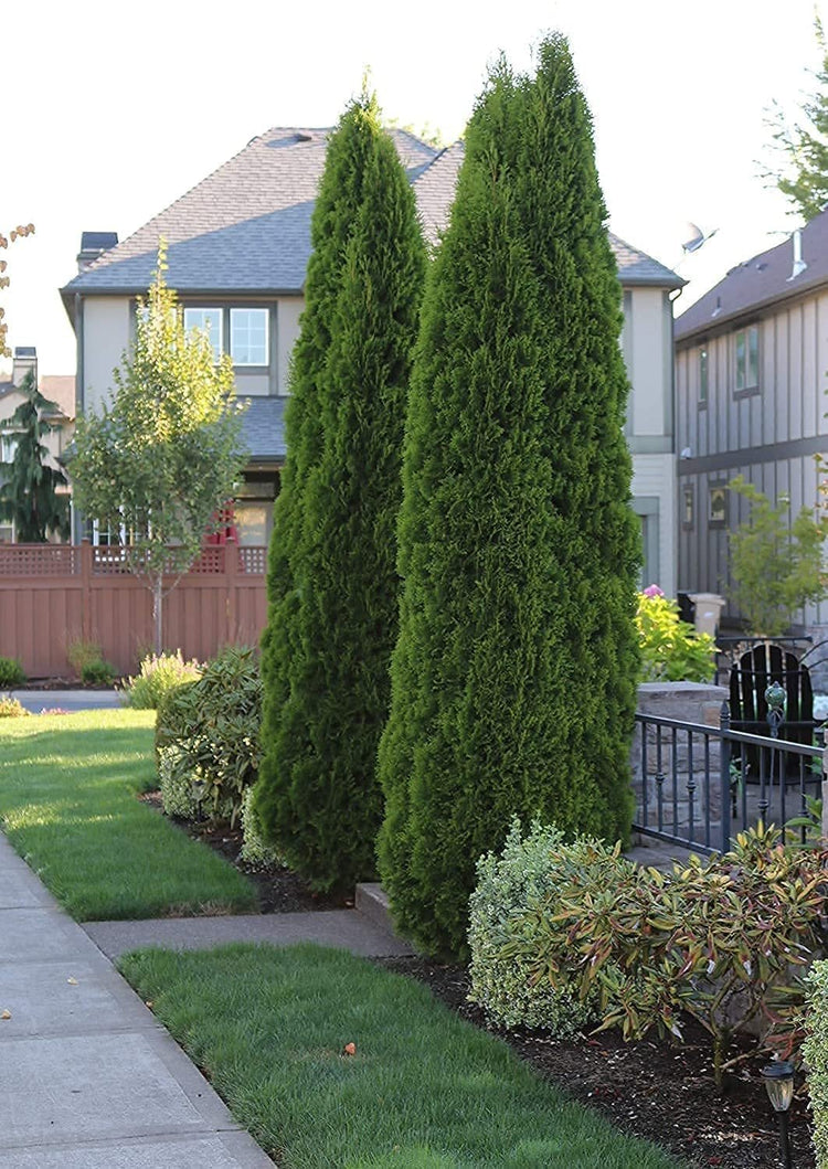 Italian Cypress Tree | Live 4 Inch Pots | Cupressus Sempervirens | Formal Elegant Mediterranean Style Plants