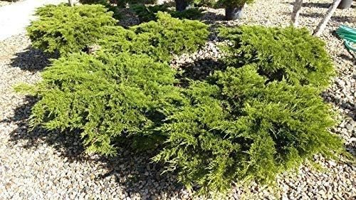 Juniper Monna Sierra Spreader | Live Plants | Juniperus Chinensis | Drought Tolerant Cold Hardy Evergreen Ground Cover