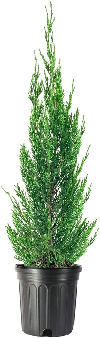 Spartan Juniper | Large Gallon Size Trees | Juniperus Chinensis | Live Evergreen Privacy Screening Plant