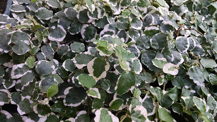 Variegated Creeping Fig Vine - Ficus Pumila Variegata - Live Fully Rooted Inch Plants - Climbing Ivy