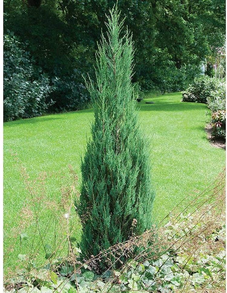 Skyrocket Juniper | Live Gallon Size Tree | Juniperus Scopulorum | Drought Tolerant Cold Hardy Formal Upright Evergreen Plant