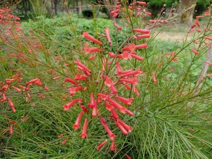 Firecracker Plant I Live Plants I Russelia Equisetiformis I Vibrant Red Tubular Flowers, Hummingbird Attracting, Heat-Tolerant, Perfect for Borders and Containers (30 Plants)