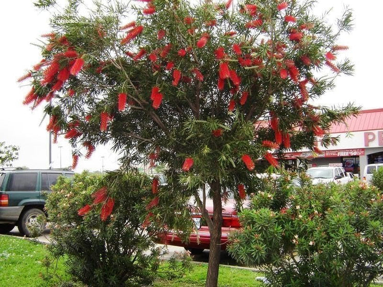 Bottlebrush Red Cluster Tree I Live Plants I Callistemon Citrinus Red Cluster I Vibrant Red Blooms, Fast-Growing, Drought-Tolerant Outdoor Plant, Ideal for Gardens (10 Plants)