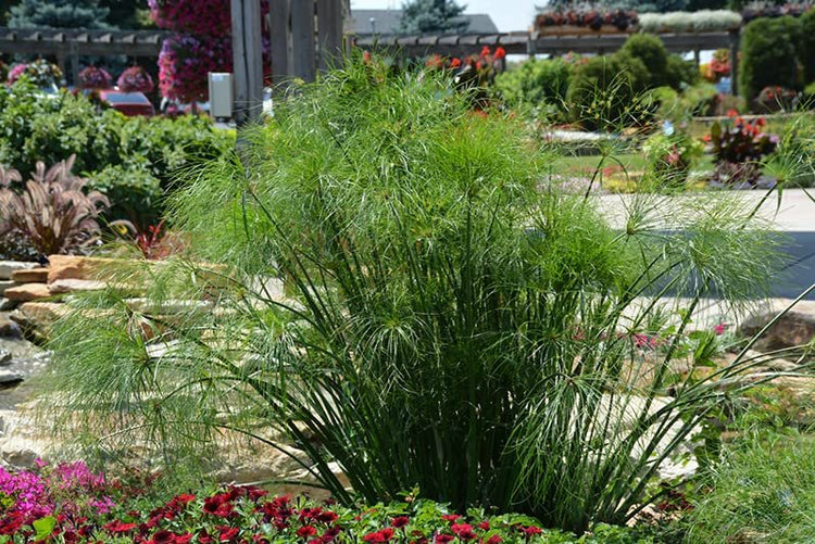 Giant Egyptian Papyrus | Live Plants | Cyperus Large Shade & Wet Tolerant Aquatic Foliage