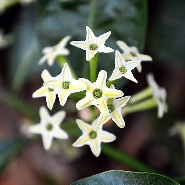 Night Blooming Jasmine | Extra Large 3 Gallon Plant | Cestrum nocturnum | Heavenly Scented Shrub | Ideal for Evening Gardens