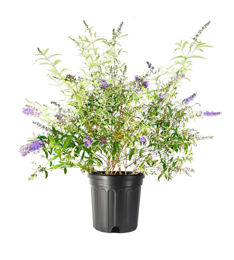 Buddleia Nanho Blue | Extra Large Gallon Plants | Fragrant & Compact Butterfly Bush, Ideal for Vibrant Landscapes, Attractive Borders & Butterfly Gardens, Drought Tolerant