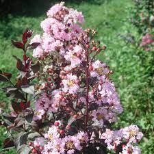 Crape Myrtle Rhapsody in Pink | Extra Large Gallon Plants | Soft Pink Blooms, Live Plant, Elegant Ornamental Shrub for Graceful Garden Displays