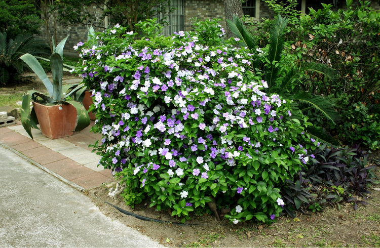 Yesterday Today Tomorrow | Extra Large Gallon Plants | Brunfelsia pauciflora | Fragrant Blooms | Full Sun to Partial Shade