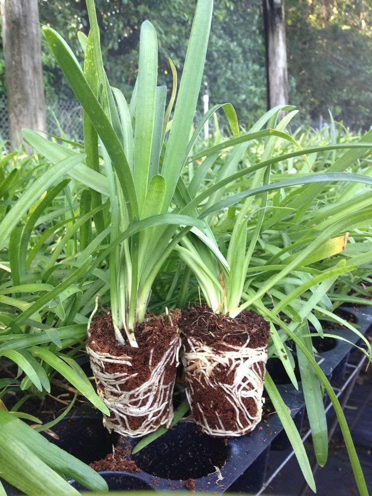 Agapanthus Lily of The Nile - 60 Live Plants - Beautiful Ornamental Blooming Foliage