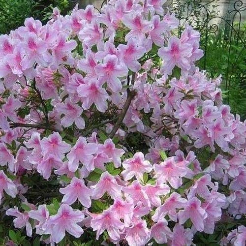 Azalea George Tabor - Live Plants - Light Orchid/White Flowering Rhododendron