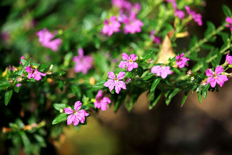 Mexican Heather | Live Plants | Cuphea Hyssopifolia | Flowering Ground Cover | Heat-Tolerant Garden Plants