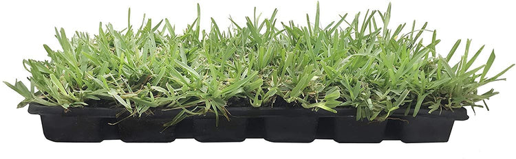 St. Augustine 'Floratam' Inch Sod Plugs - Drought, Salt and Shade Tolerant Turf Grass