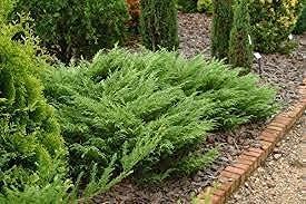 Juniper Monna Sierra Spreader | Live Inch Pots | Juniperus Chinensis | Drought Tolerant Cold Hardy Evergreen Groundcover Plants