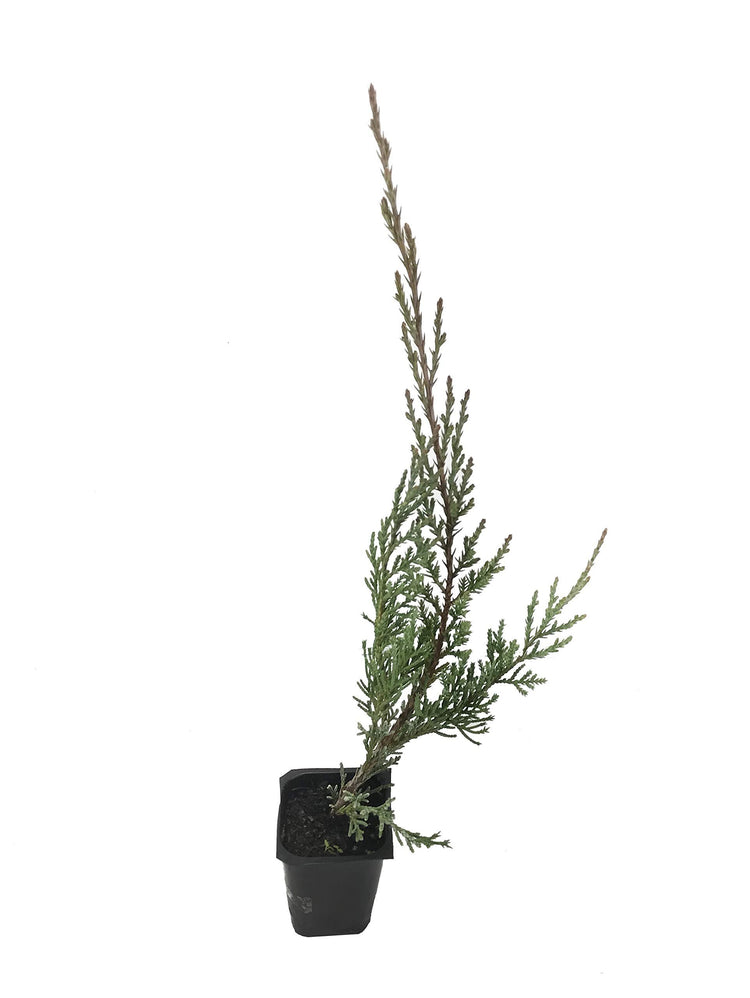 Hetzi Columnar Juniper - Live Plants - Juniperus Chinensis - Evergreen Privacy Barrier