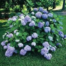 Hydrangea Nikko Blue | Extra Large Gallon Plants | Hydrangea macrophylla | Vibrant Bloom Color | Garden Favorite