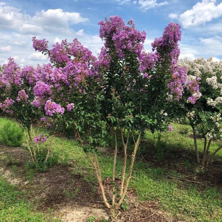 Catawba Crape Myrtle Rich Purple Blooms | Live Plants | Drought & Heat Tolerant, Ideal for Year-Round Garden Beauty