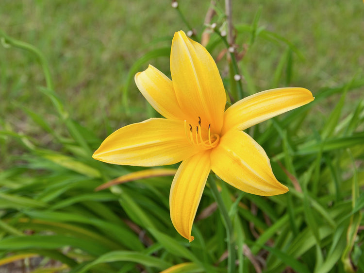 Daylily 'Aztec Gold' - Live Plants - Hemerocallis Blooming Ground Cover Ornamental Foliage