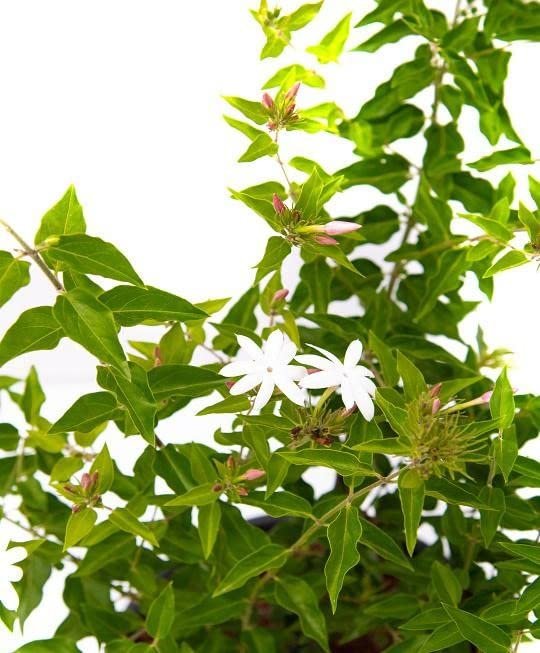 Downy Jasmine | Live Plants | Jasminum Multiflorum | Beautiful Blooming Vine-Like Shrub