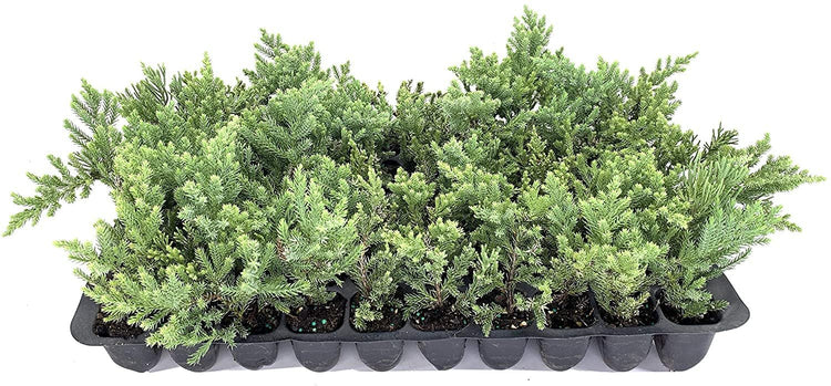 San Jose Juniper | Live Plants | Juniperus Chinensis | Bonsai Drought Tolerant Cold Hardy Evergreen Groundcover