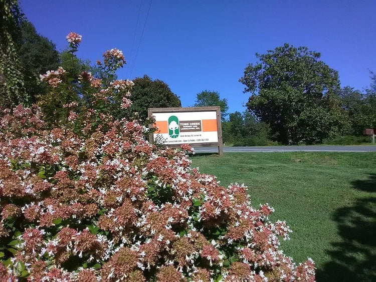 Abelia Chinensis Rose Creek | Large Gallon Size Plants | Flowering Butterfly Attracting Ornamental Shrub