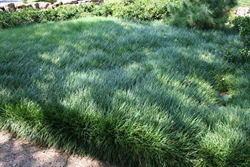 Mondo Grass - Live Plants - Ophiopogon Japonicus - Live Evergreen Groundcover Plants - Shade Loving