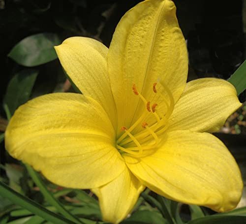 Daylily Yangtze | Live Inch Pots | Hemerocallis Plants | Beautiful Low Maintenance Blooming Groundcover