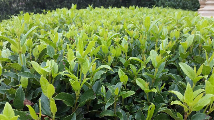 Viburnum Odoratissimum | Extra Large 3 Gallon Plants | Sweet Viburnum | Fast-Growing Privacy Hedge | Fragrant Flowers