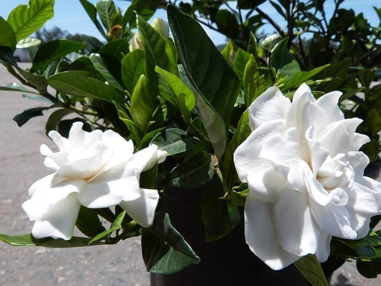 Gardenia Veitchii | Extra Large Gallon Plant | Gardenia jasminoides 'Veitchii' | Fragrant Blooms | Lush Foliage