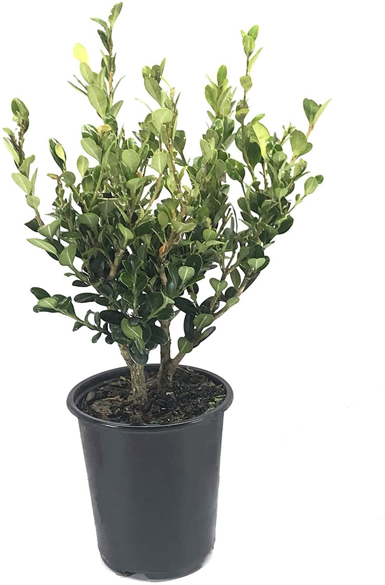 Winter Gem Boxwood - Live Plants - Inch Containers - Buxus Microphylla Japonica - Fast Growing Cold Hardy Formal Evergreen Shrub