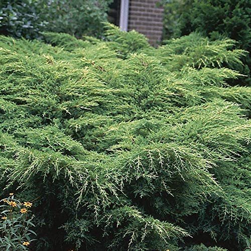 Gold Star Juniper - Live Plants - Juniperus Chinensis - Drought Tolerant Cold Hardy Evergreen Ground Cover