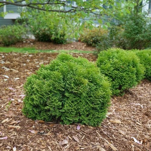 Little Giant Arborvitae | Live Gallon Size Plants | Dwarf Evergreen Shrub, Perfect for Landscaping & Privacy, Low Maintenance, Hardy & Drought Tolerant