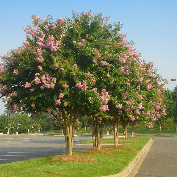 Crape Myrtle Sioux | Live Plants | Vibrant Hot Pink Blooms, Live Plant, Show-Stopping Ornamental Shrub for Stunning Garden Displays