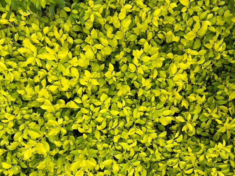 Duranta Gold Mound | Live Quart Size Plant | Duranta Erecta 'Gold Mound' | Vibrant Foliage | Landscape Accent Shrub Hedge