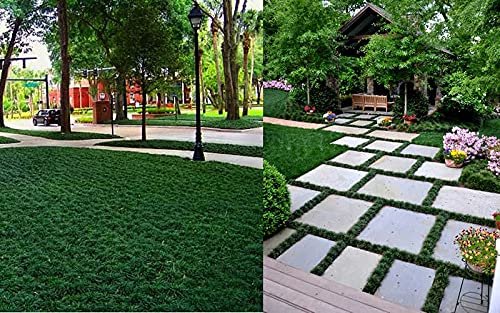 Dwarf Mondo Grass | Large Gallon Size Plants | Ophiopogon Japonicus Nanus | Live Evergreen Shade Loving Groundcover