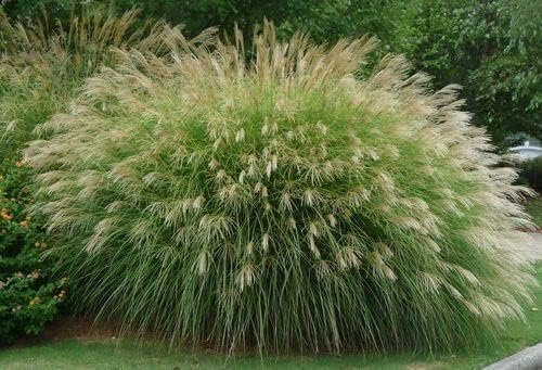 Adagio Maiden Grass | Live 4 Inch Pots | Miscanthus Sinensis | Fast Growing Cold Hardy Ornamental Plants