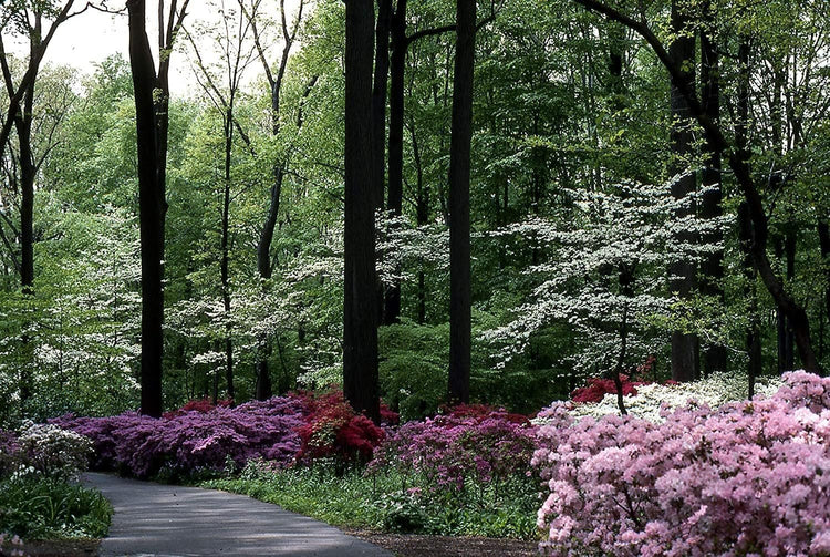 Azalea Vivid | Live Plants | Red Flowering Rhododendron Blooming Shrubs