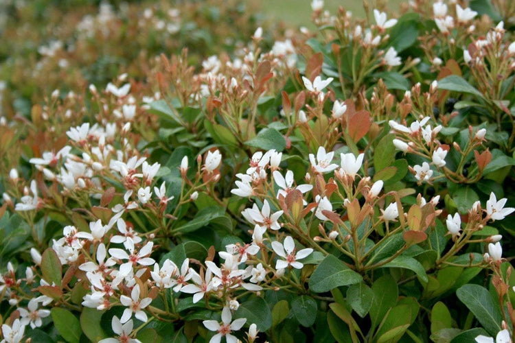 Indian Hawthorn Alba I Live Quart Size Plants I Raphiolepis Indica I Premium White-Flowering Evergreen Shrub, Ideal for Low Hedges, Borders, and Containers