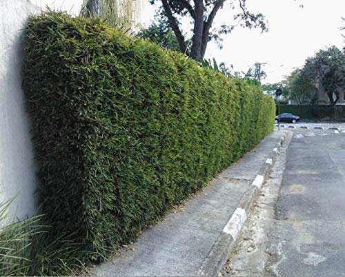 Fern Leaf Bamboo - Live Plant - Bambusa Multiplex - Inch Pot - Non-invasive Clumping Privacy Hedge