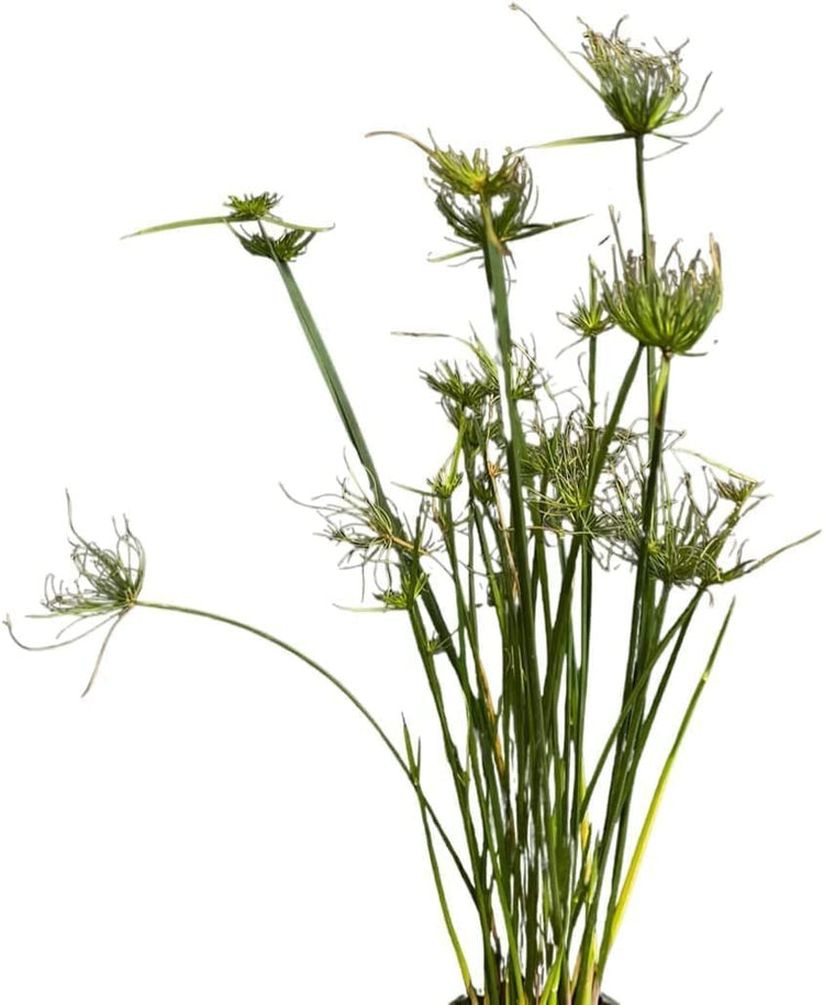 Dwarf Papyrus Plant | Live Plants | Cyperus Shade & Wet Tolerant Aquatic Foliage