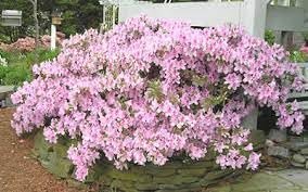 Azalea George Tabor | Extra Large Gallon Plants | Elegant & Fragrant Lavender Blooms, Versatile & Hardy Shrub for Indoors/Outdoors, Ideal for Gardens, Landscapes, & Decor, Low Maintenance