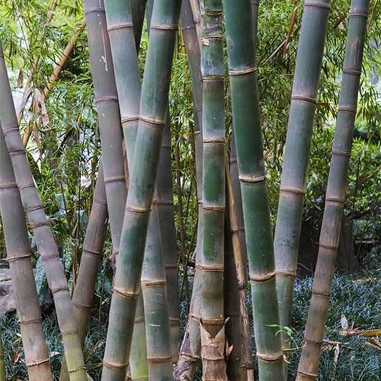 Dendrocalamus Giganteus Bamboo | Large Gallon Size Plant | Fast-Growing Privacy Screen | Giant Live Outdoor Greenery | Sustainable Garden Solution