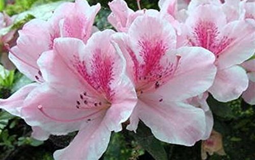 Azalea Duchess of Cypress | Extra Large Gallon Plant | Vibrant & Blossoming Shrub, Stunning Spring Blooms, Perfect for Gardens, Borders, and Landscape Accents