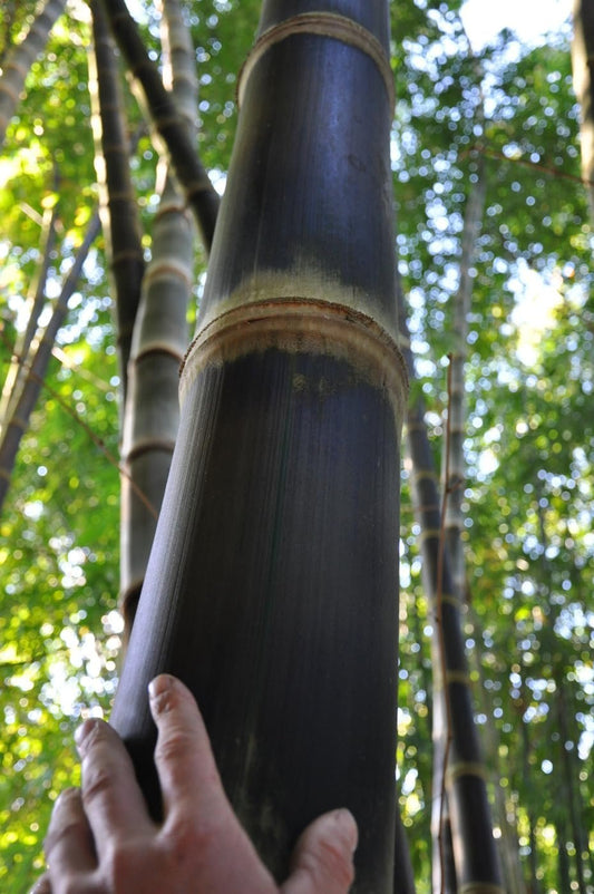 Dendrocalamus Asper Hitam Black Bamboo | Live Plants | Exotic Tropical Decor | Fast Growing Privacy Screen | Unique & Hardy (1 Plant)