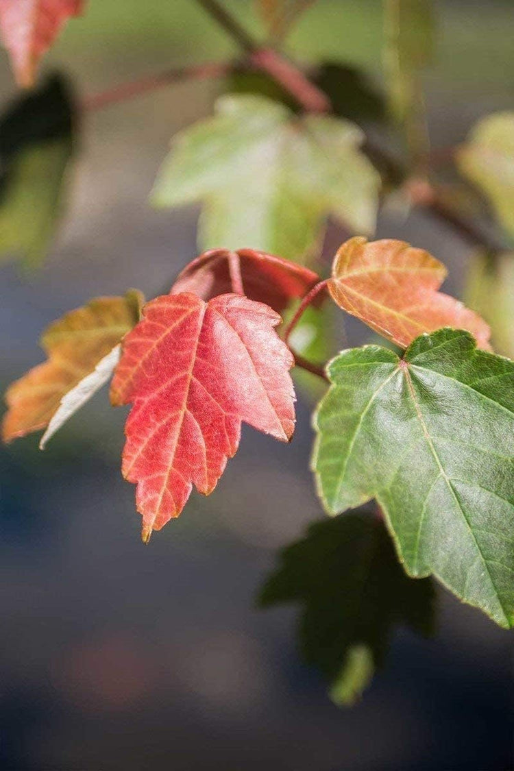 Red Maple Tree | Live Trees | Acer rubrum | Native American Beauty Fast-Growing Shade Tree | Fall Foliage Wildlife-Friendly Habitat