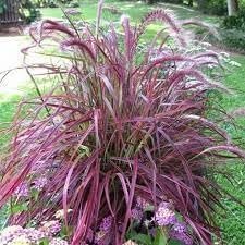 Red Fountain Grass | Extra Large 3 Gallon Plants | Pennisetum Setaceum Rubrum | Vibrant Landscape Feature | Striking Color Contrast | Full Sun Perennial Ornamental Grass (3 Plants)