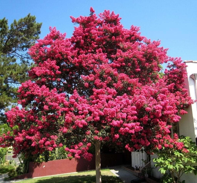 Crape Myrtle Tuscarora | Live Plants | Lagerstroemia Indica | Vibrant Red Flowers | Fast-Growing Ornamental Shrub | Drought-Tolerant | Garden Beauty