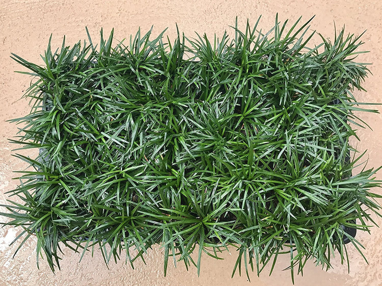 Dwarf Mondo Grass Qty Live Plants Shade Loving Evergreen Ground Cover Ophiopogon Japonicus Nanus