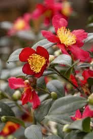 Camellia Sasanqua Yuletide I Extra Large Gallon Plants I Red Flowering Bright Red Winter Blooms, Live Plant for Indoor & Outdoor Gardens