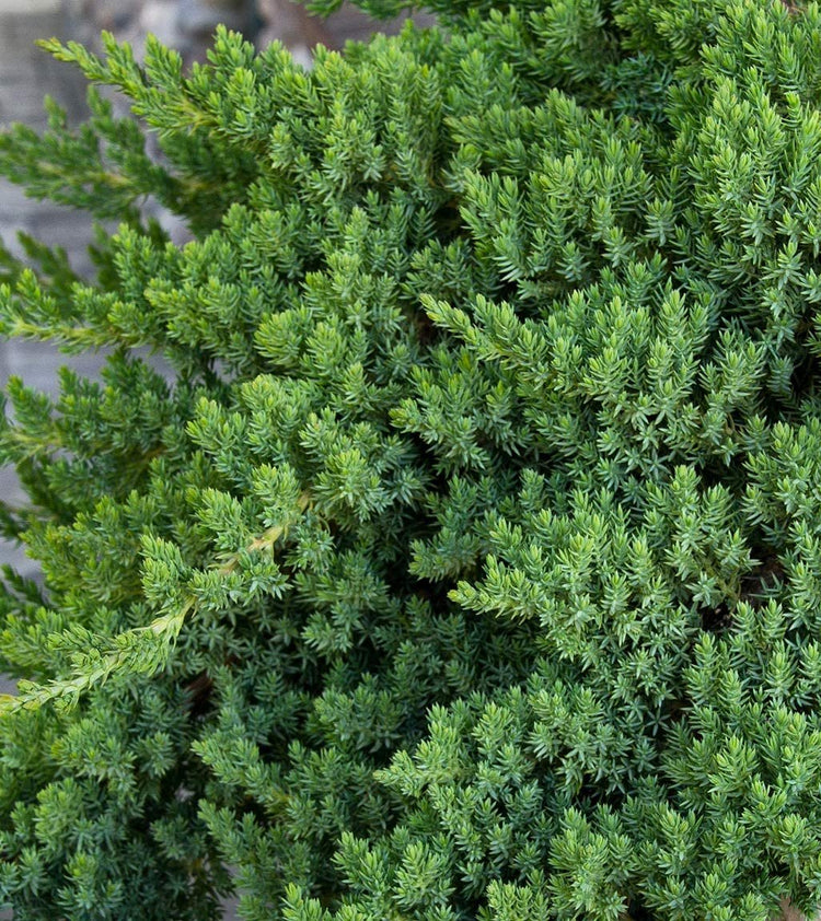 Juniper Procumbens Nana - Live Plants - Drought Tolerant Evergreen Groundcover - Great for Bonsai