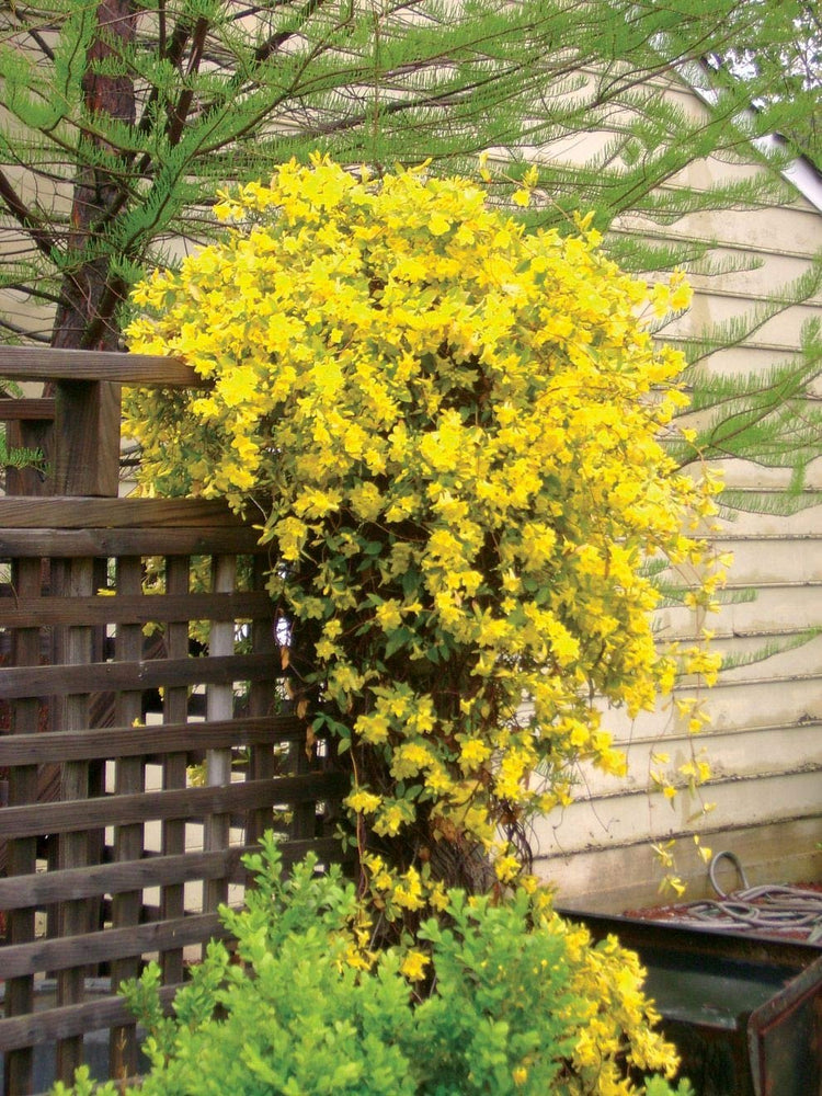 Carolina Jasmine | Live Plants | Gelsemium Sempervirens Jessamine | Fragrant Blooming Vine Foliage